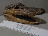 Real Alligator head, Taxidermy & Curiosities, Gruesome Horror Prop