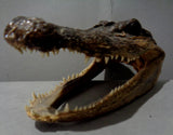 Real Alligator head, Taxidermy & Curiosities, Gruesome Horror Prop